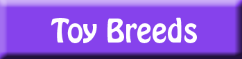 toy dog breeds